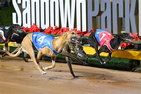 greyhound 2022 melbourne cup results.